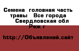 Семена (головная часть))) травы - Все города  »    . Свердловская обл.,Реж г.